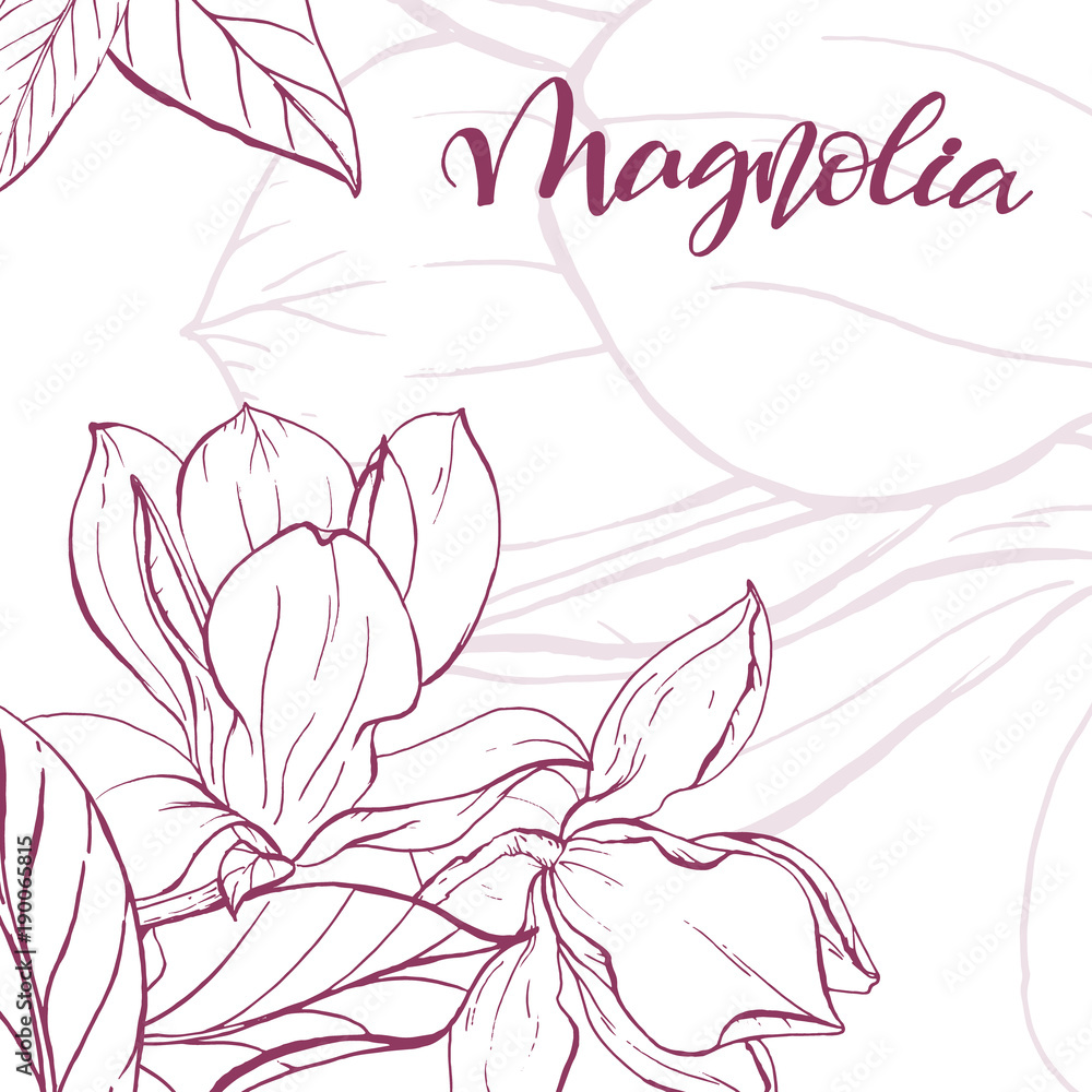 Sketch linear magnolia blossom. Sketch linear magnolia blossom.