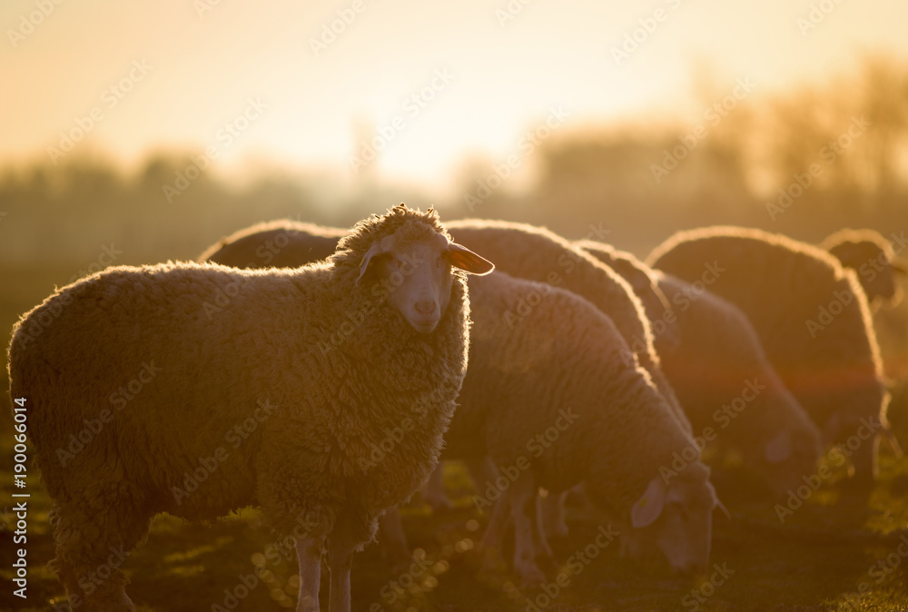 Fototapeta premium Sheep herd walking on farmland