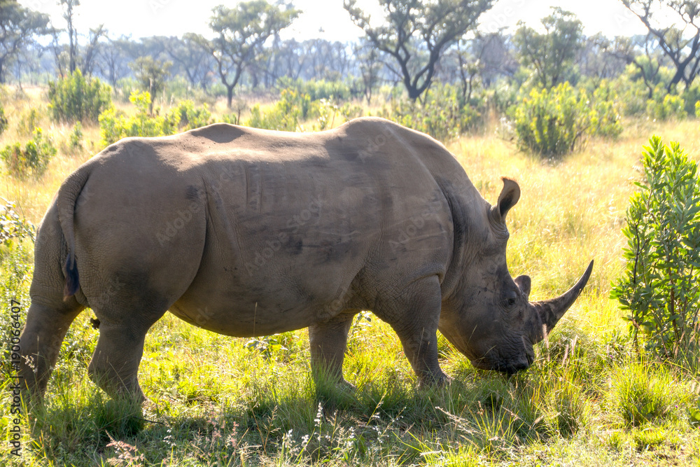 Obraz premium Grazing rhino