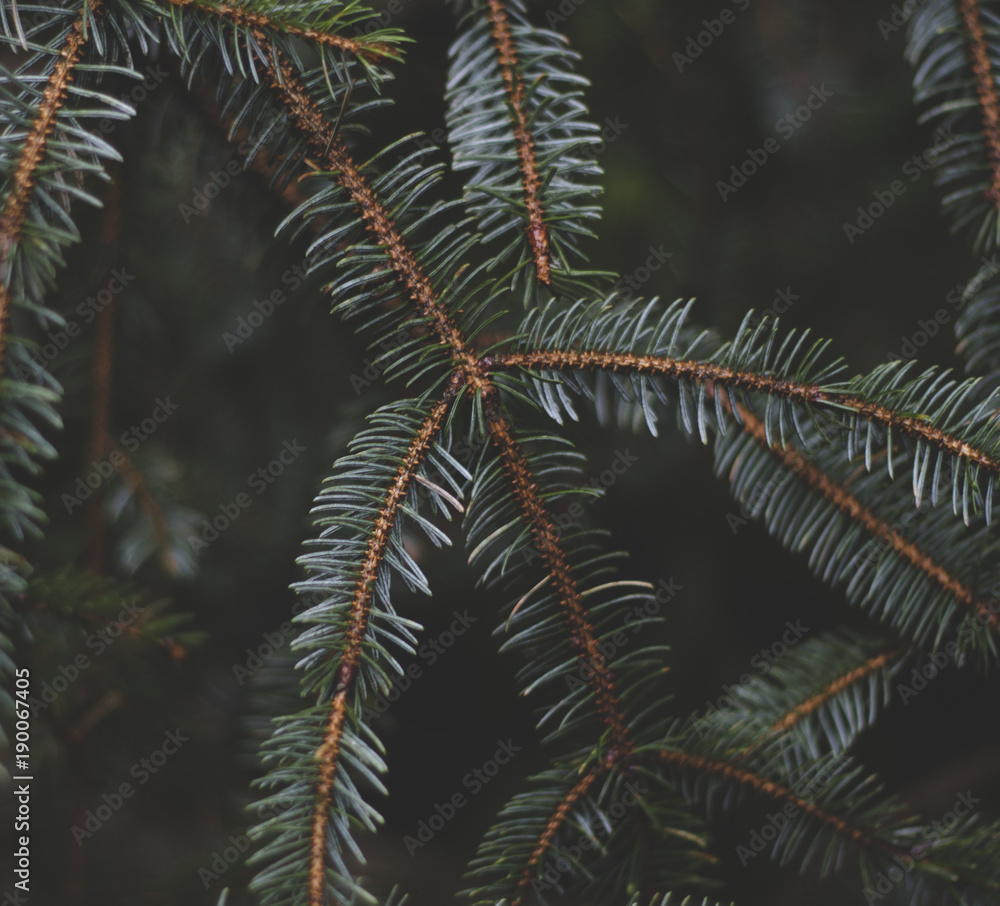 Fototapeta premium Evergreen pine tree branch with needles