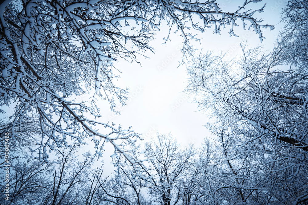 Obraz premium Winter landscape. Branches of trees covered with frost on the background of winter sky.