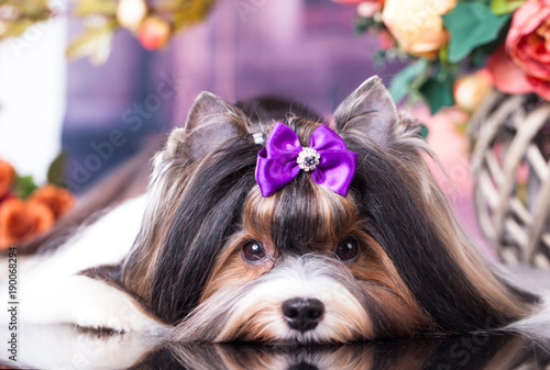 dog Biewer Yorkshire Terrier and flowers