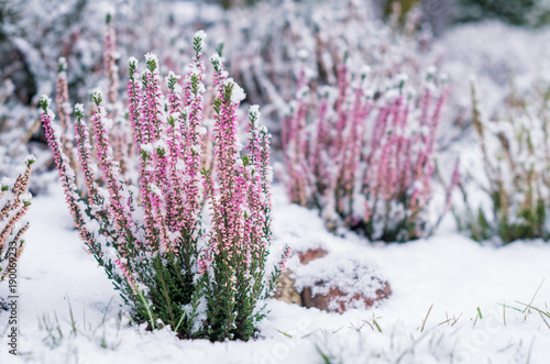 Heather covered by snow