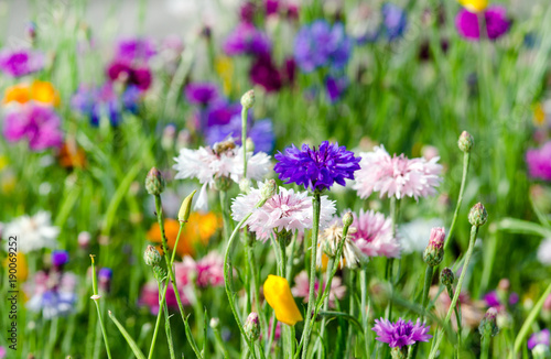 Blütenmeer, Frühlingserwachen, schöner Tag: Bunte Kornblumen :)