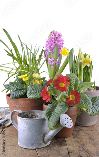 hyacinth  primrose and daffodils in flowerpots on a plank
