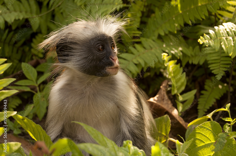 Obraz premium Red colobus monkey staring right
