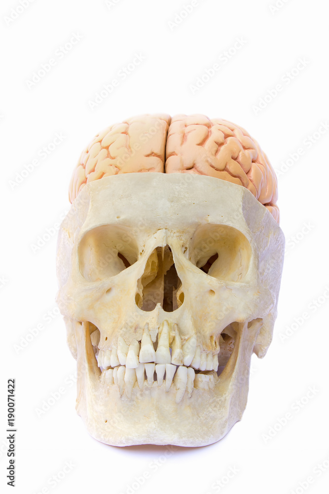 Naklejka premium Human skull filled with brains on white background