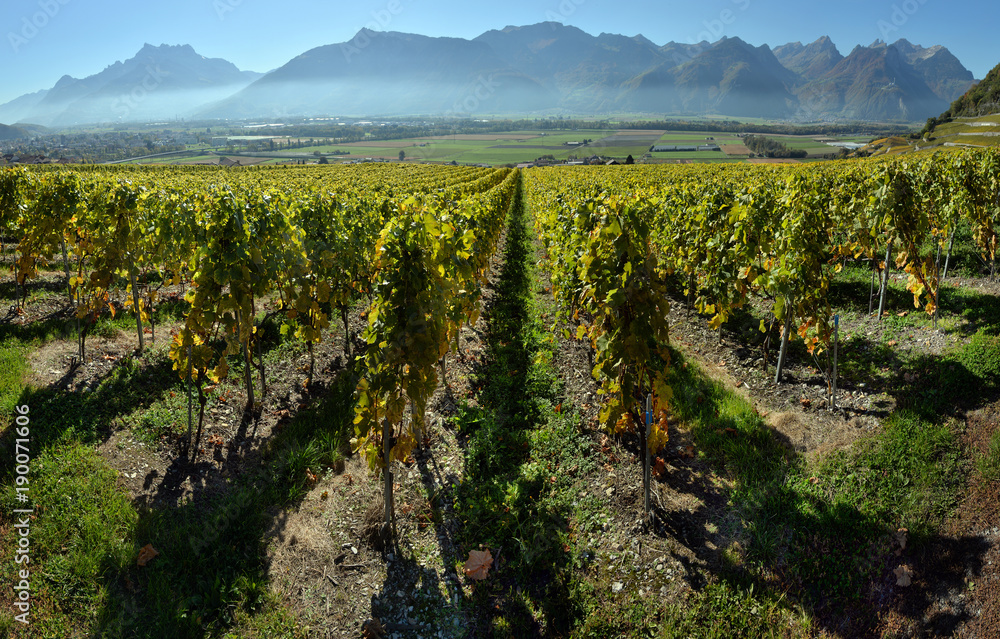 Obraz premium panorama of autumn vineyards in Switzerland