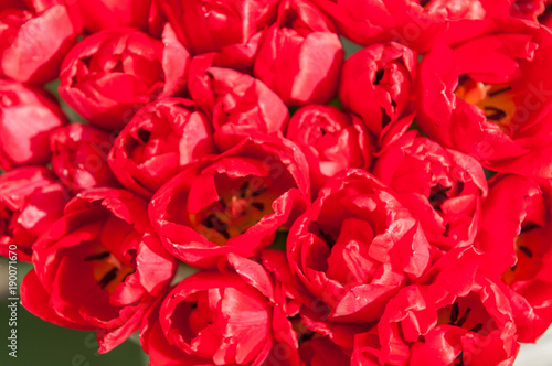 red tulips background