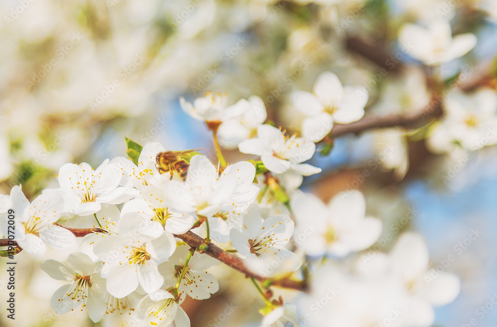 White cherry blossoms flowers branch Spring abstract, Honey bee flying. White cherry blossoms flowers branch Spring abstract, Honey bee flying.
