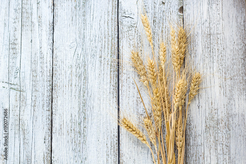 Spikelets of wheat on white old wooden table background