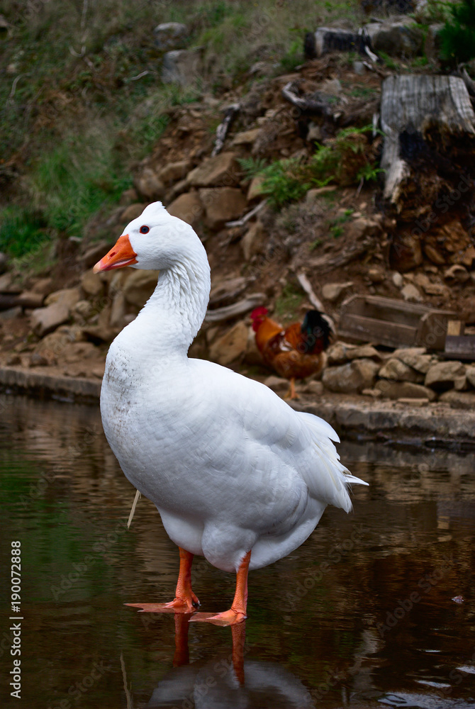 Fototapeta premium White Goose Portrait