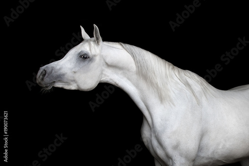 Gray arabian horse isolated on black background