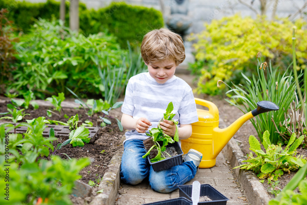Cute little preschool kid boy planting green salad seedlings in spring Cute little preschool kid boy planting green salad seedlings in spring
