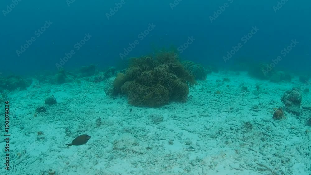 coral life caribbean sea Bonaire island underwater diving 1080P video coral life caribbean sea Bonaire island underwater diving 1080P video