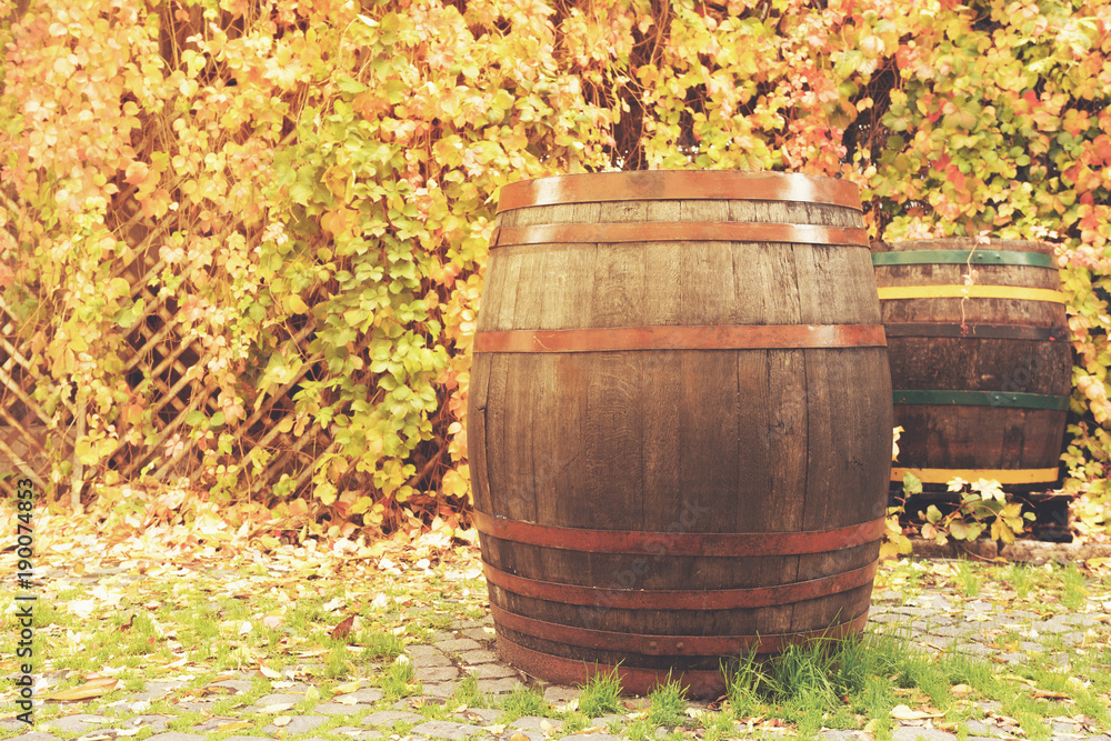 Conceptual photo - wooden barrels against the background of a green grapevine in the sunlight