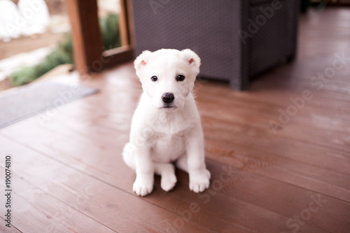 Cute alabai puppy sittin on wooden floor outdoors. Looking at camera. Domestic life.