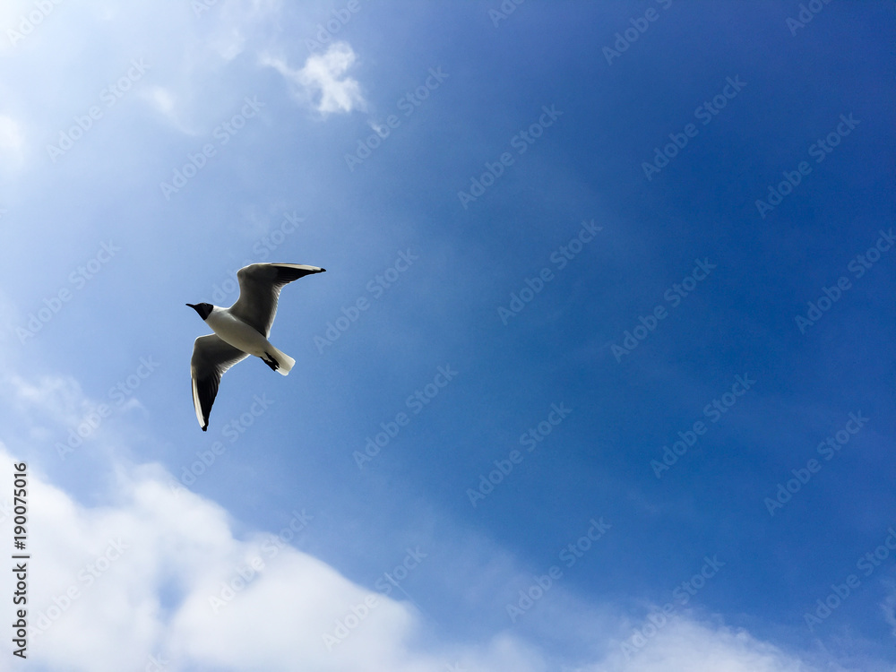 Flying black headed gull, blue sky, England Flying black headed gull, blue sky, England