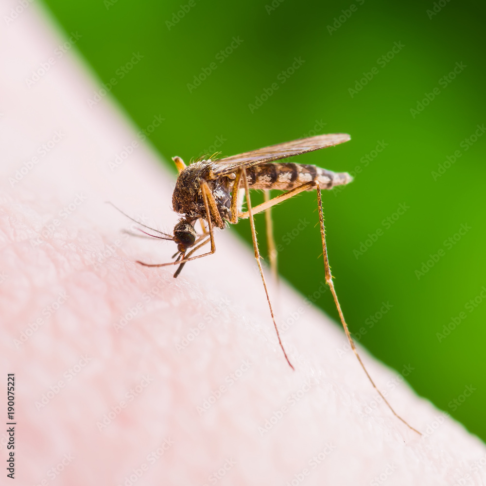 Yellow Fever, Malaria or Zika Virus Infected Mosquito Insect Macro Yellow Fever, Malaria or Zika Virus Infected Mosquito Insect Macro