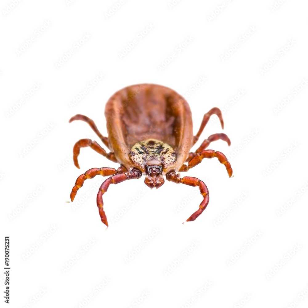 Encephalitis or Lyme Virus Infected Tick Arachnid Insect Macro Isolated on White Encephalitis or Lyme Virus Infected Tick Arachnid Insect Macro Isolated on White