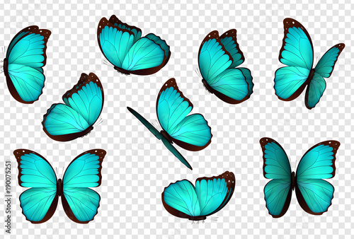 Butterfly blue vector illustration. Set blue isolated butterflies. Insects Lepidoptera Morpho amathonte.