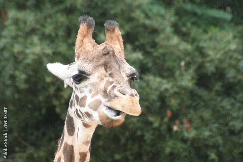 Fototapeta premium Girafe et Girafon