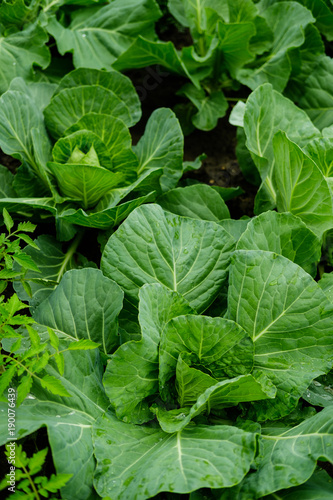 Green cabbage grows on the beds