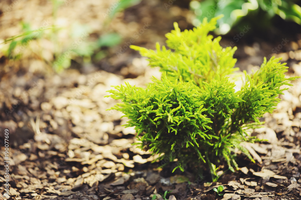 Juniperus Juniperus