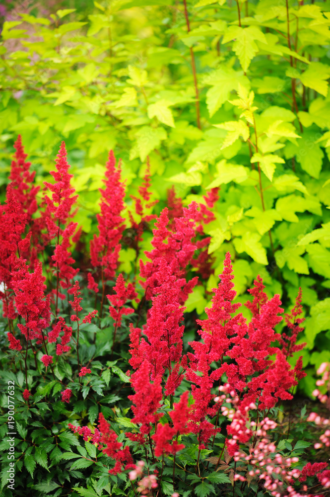 colorful blooming astilbe in summer garden in mixed border with hostas and cornus shrubs