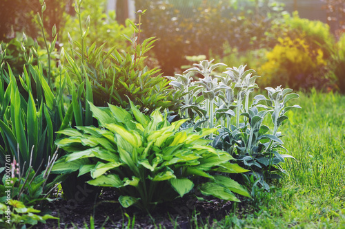 Stachys byzantina (Lamb Ears) planted in flowerbed with hostas and other perennial in summer garden. Plants with silver foliage in landscape design photo