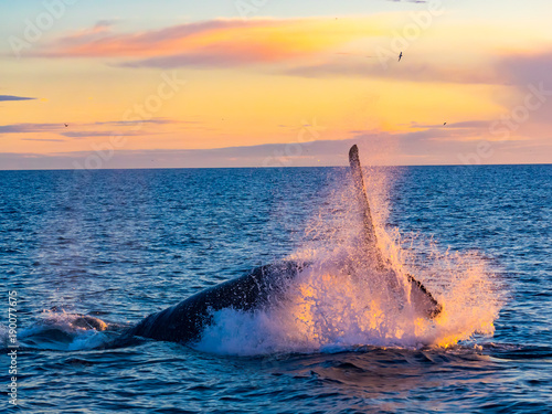 Humpback Whale breaching out of water in the morning light