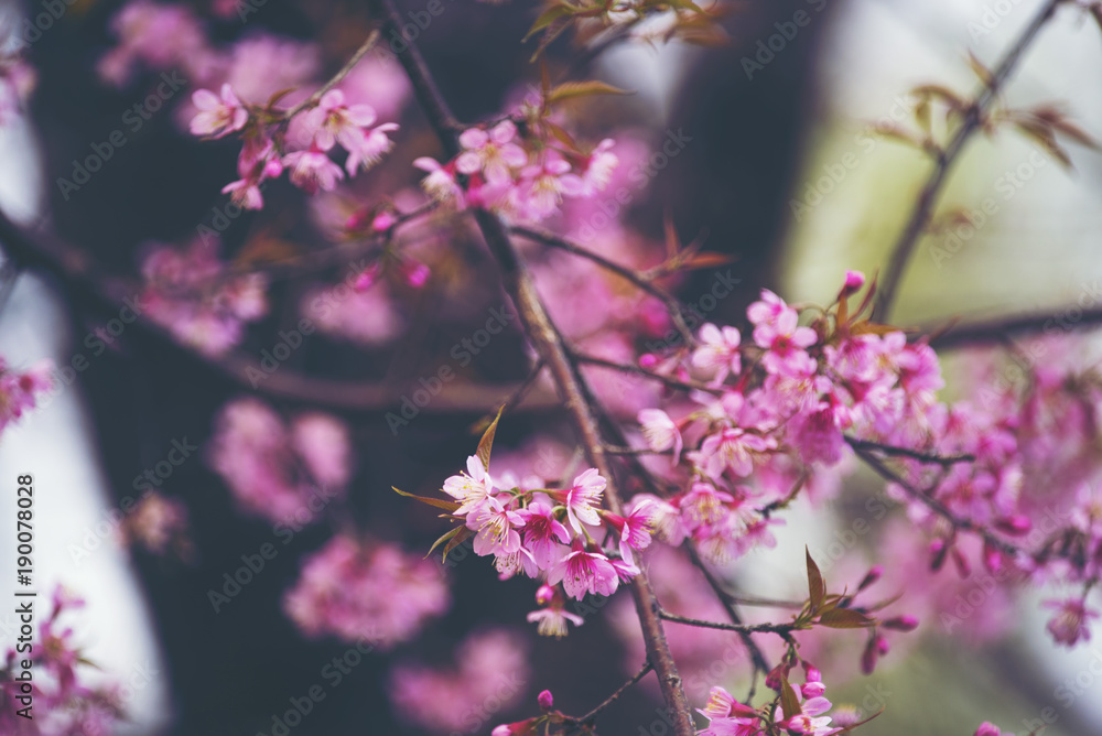 Beautiful pink Sakura cherry blossom, Chiang Mai, Thailand