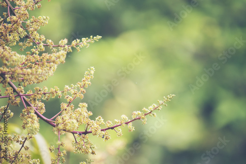 Mango flower inflorescence