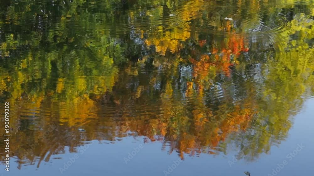 Beautiful colorful trees reflected in the water of the lake. Beautiful colorful trees reflected in the water of the lake.