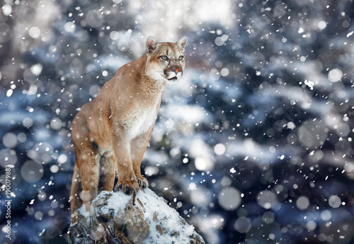 Portrait of a cougar, mountain lion, puma, panther, striking a pose on a fallen tree, Winter scene in the woods