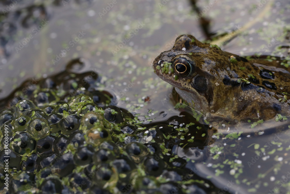 Common Frog watching over a mass of frogspawn in a garden pond Common Frog watching over a mass of frogspawn in a garden pond