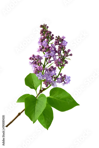 Syringa vulgaris