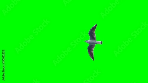 green screen with a seagull in flight