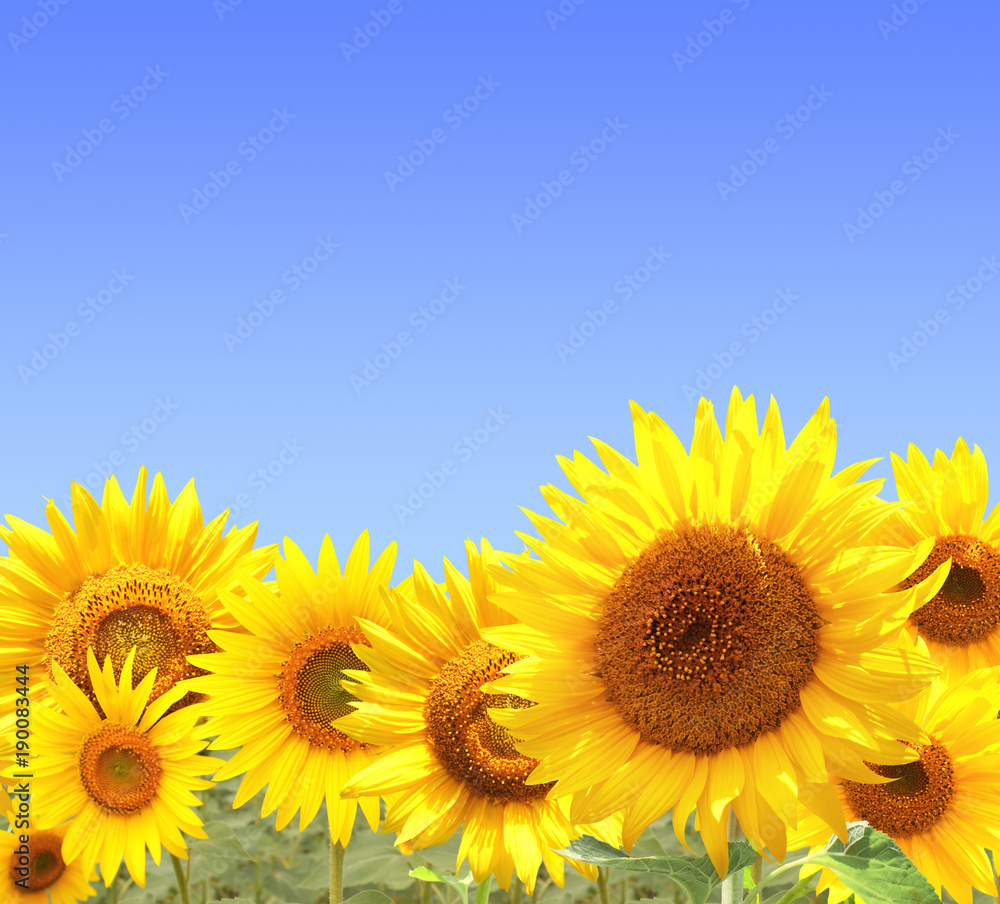 Obraz premium Sunflowers on blue sky background