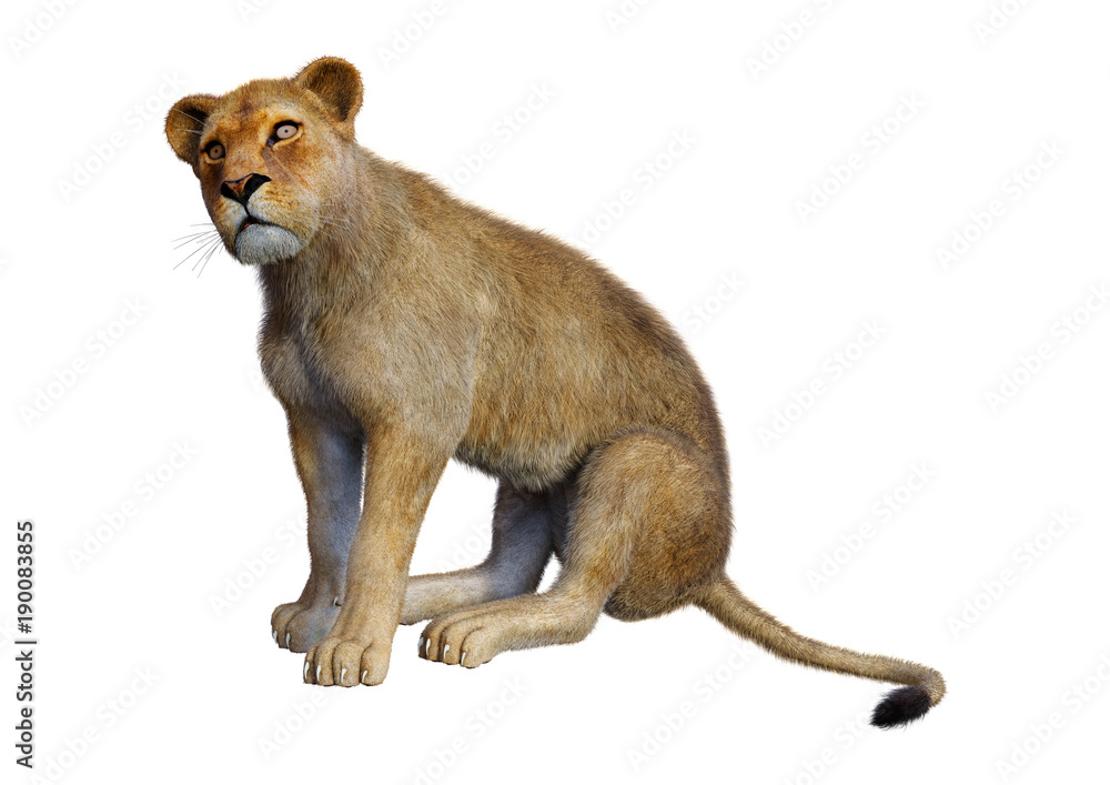 Obraz premium 3D Rendering Female Lion on White