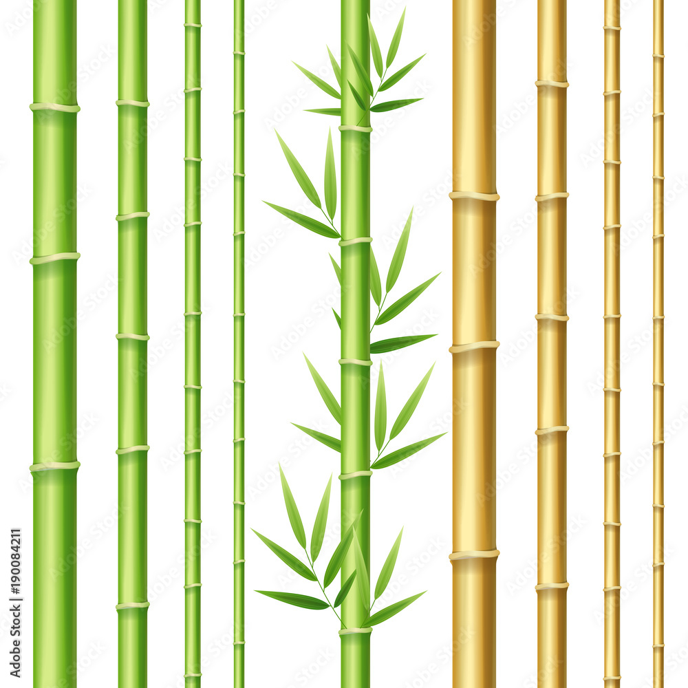 Fototapeta Realistyczne 3d szczegółowe pędy bambusa zestaw. Wektor