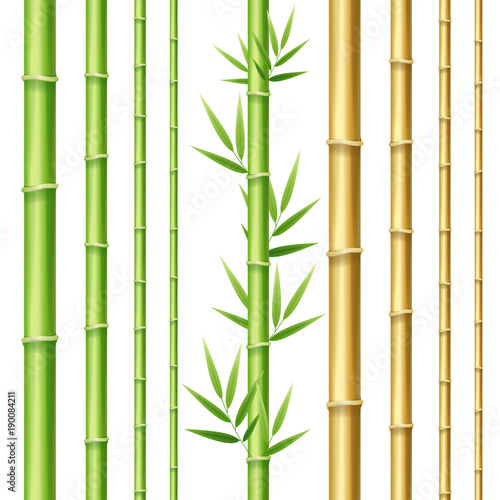 Realistic 3d Detailed Bamboo Shoots Set. Vector