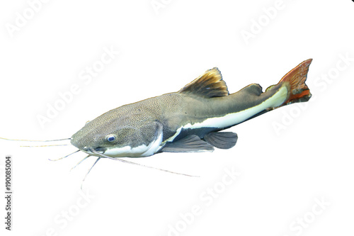 Billede på lærred Redtail catfish (Phractocephalus hemioliopterus) isolated.