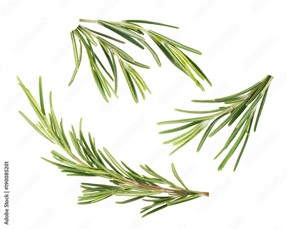 Obraz premium Rosemary isolated on white background.