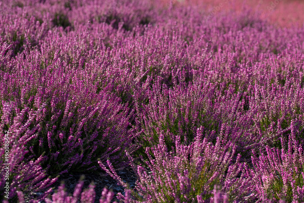 Fototapeta premium Heather plant backround