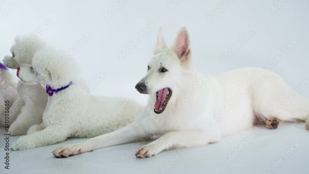 The owner is giving the dogs some food. A bigger white dog is sitting there too. The owner is giving the dogs some food. A bigger white dog is sitting there too.