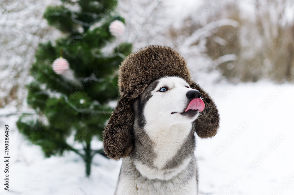 Huskies dog with fur cap with ear flaps