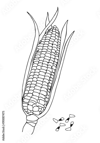 Vector hand drawn doodle Corn cobs and corn grains 