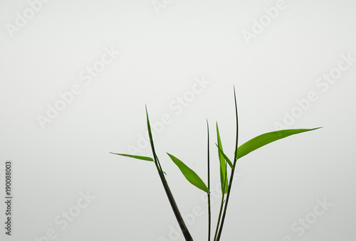 Young leaves on a white background with space. © yongyut
