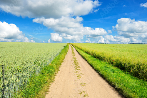 Agricultural Road through Fields of Wheat and Rapeseed under Blue Sky with Clouds